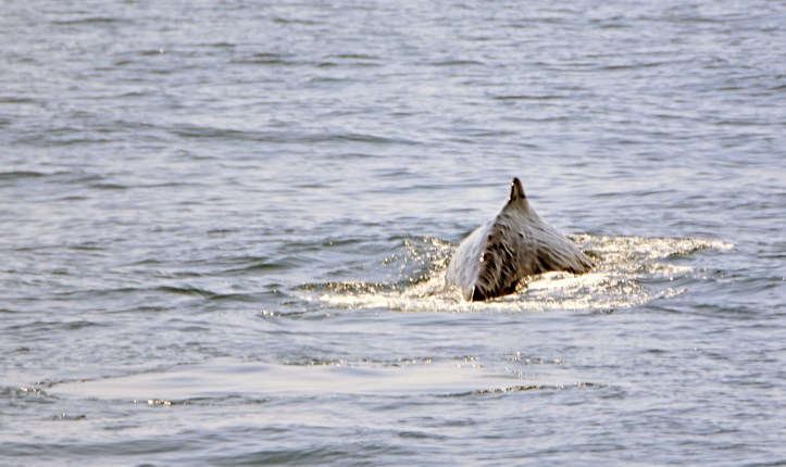 Sperm whale (Physeter macrocephalus) diving