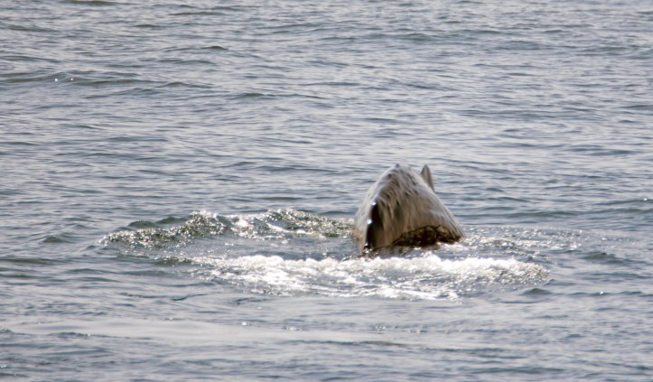 Sperm whale (Physeter macrocephalus) 