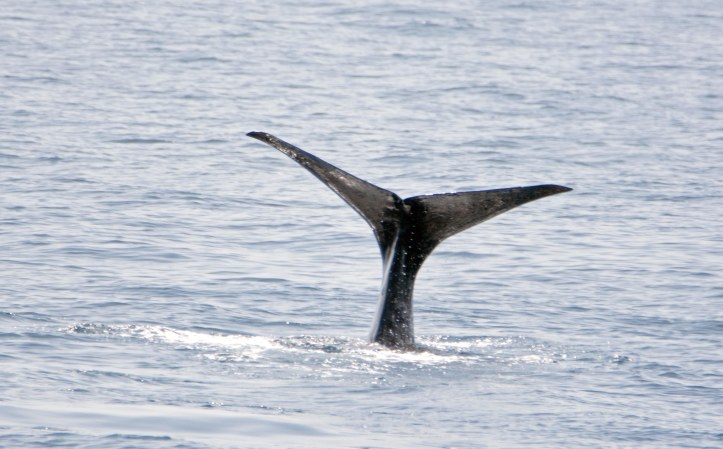 Sperm whale (Physeter macrocephalus) tail fluke