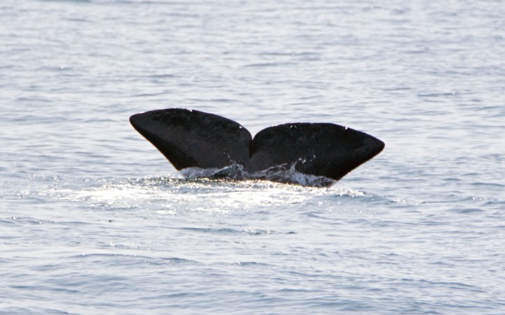 Sperm whale (Physeter macrocephalus) 
