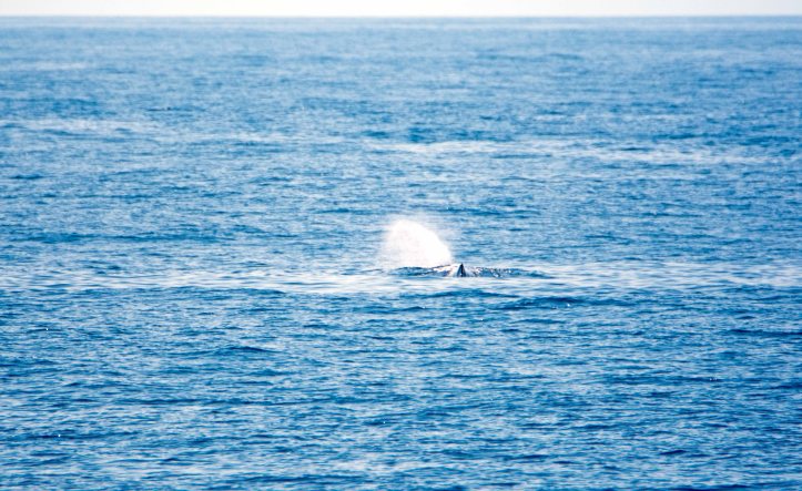 Sperm whale blowing to the left