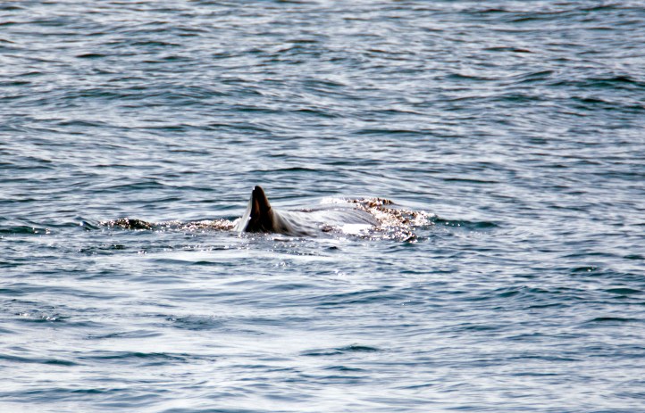 Sperm whale (Physeter macrocephalus) at surface