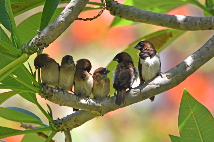 White-bellied munia family (Lonchura leucogastra) Bali 