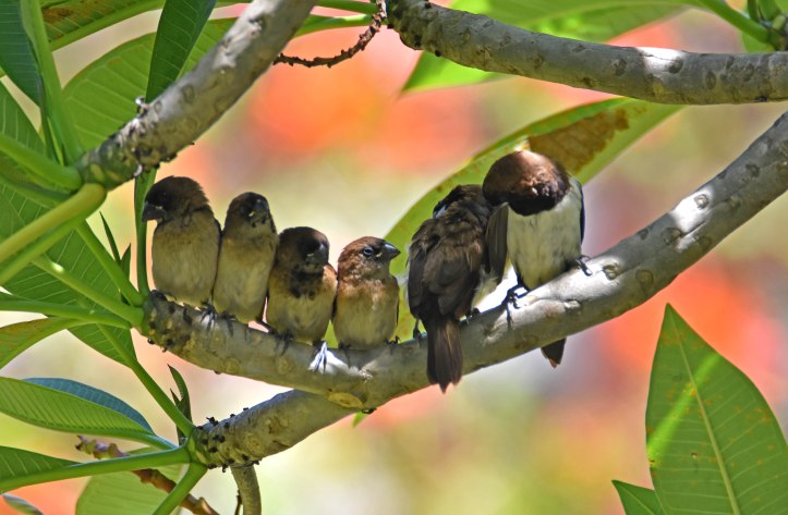 White-bellied munia family (Lonchura leucogastra) Bali 