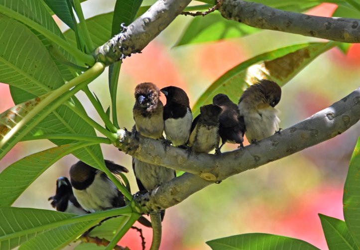 White-bellied munia family (Lonchura leucogastra) Bali 