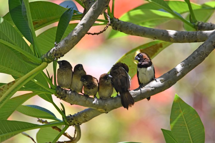 White-bellied munia family (Lonchura leucogastra) Bali 