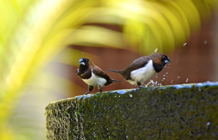 White-bellied munias (Lonchura leucogastra) Bali