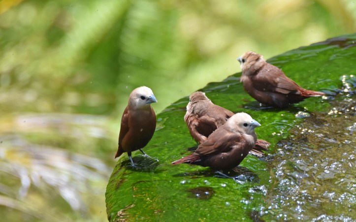 White-headed munias (Lonchura maja maja) Bali 