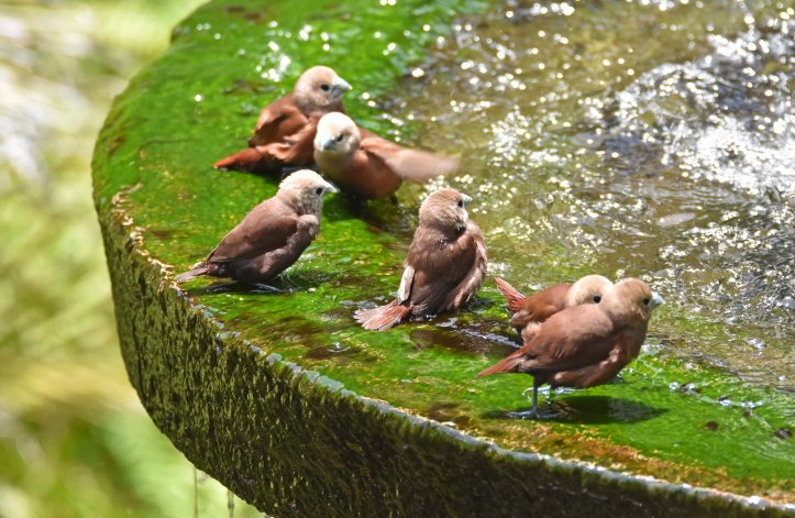 White-headed munias juveniles (Lonchura maja maja) Bali