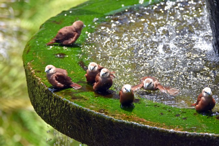 White-headed munias (Lonchura maja maja) Bali 