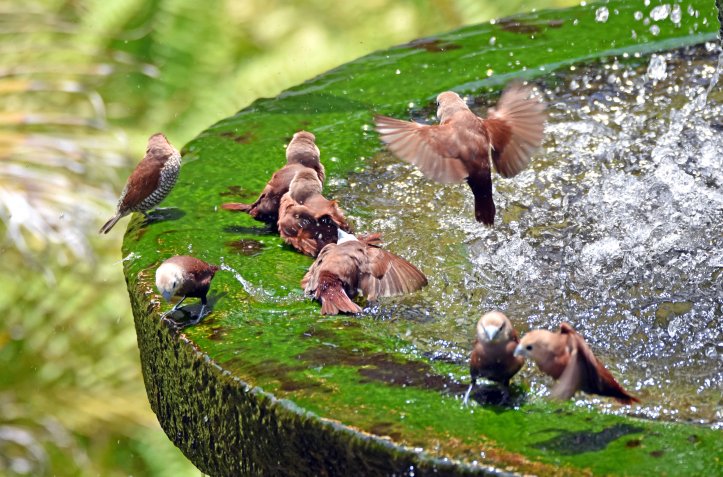 White-headed munias (Lonchura maja maja) Bali