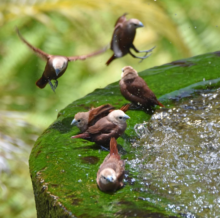 White-headed munias (Lonchura maja maja) Bali 