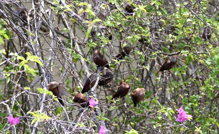 White-headed munias preening (Lonchura maja maja) Bali 