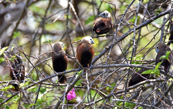 White-headed munias preening and sun-bathing (Lonchura maja maja) Bali 