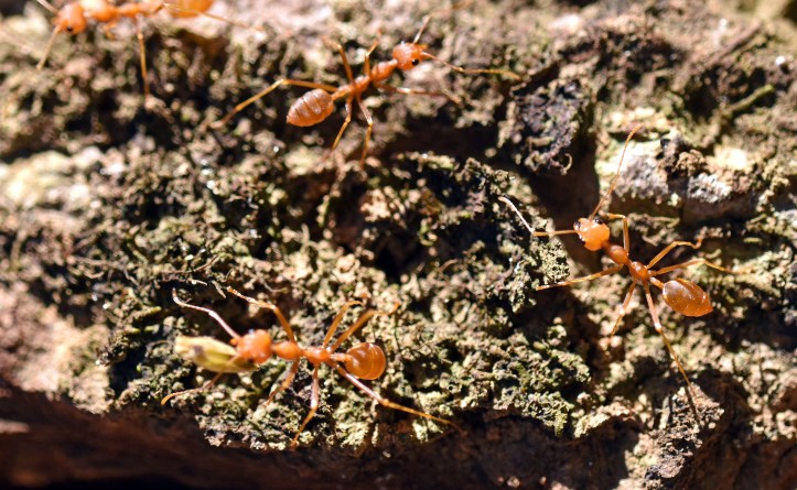 Ants on dipterocarp tree 