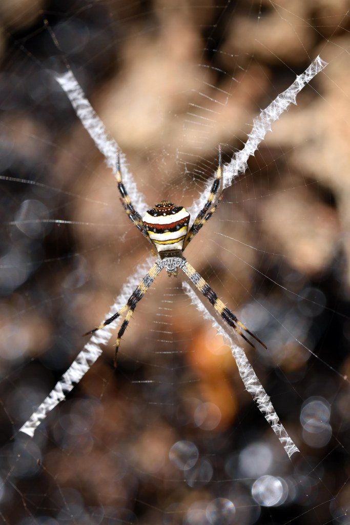 Argiope pulchella, builds a web with an X-shaped stabilimentum