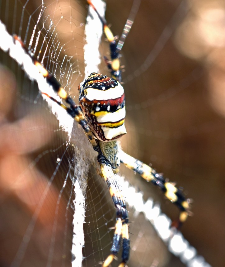 Argiope pulchella orb spider.