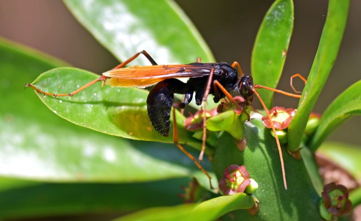 Pompilid wasp, Chiang Dao.