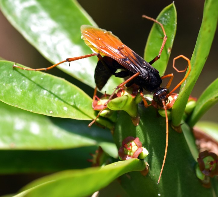 Pompilid wasp, Chiang Dao, Thailand