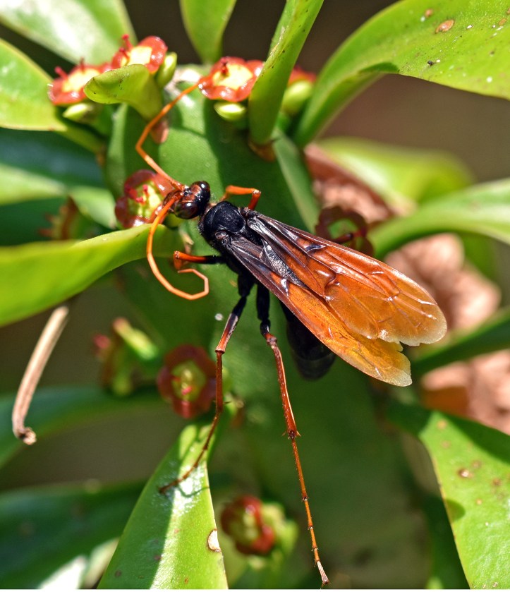 Pompilid wasp, Cjiand Dao. 
