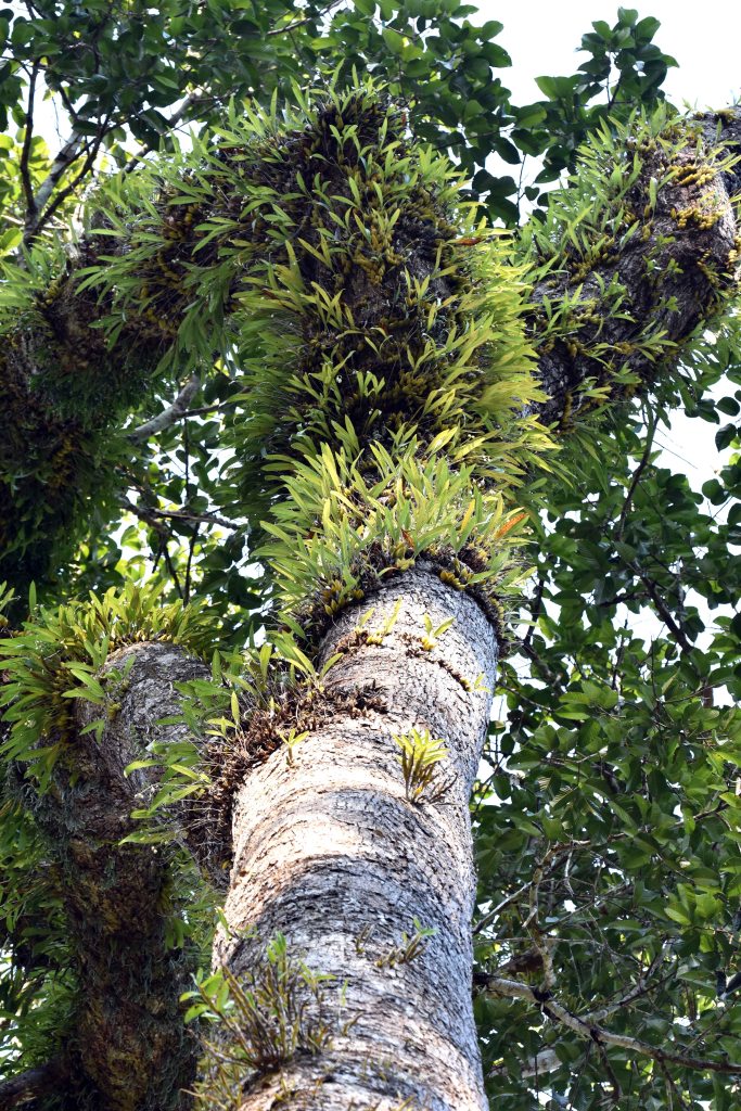 Dipterocarpus alatus, Chiang Dao