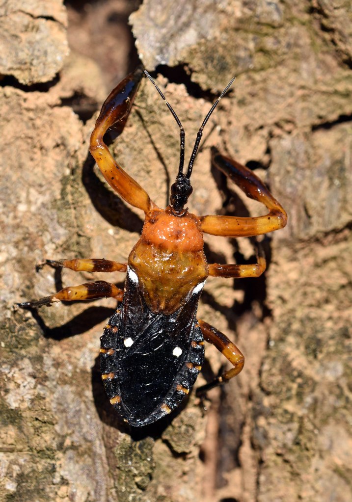 Resin bug (Reduviidae; Harpactorinae; Ectinoderini), Chiang Dao