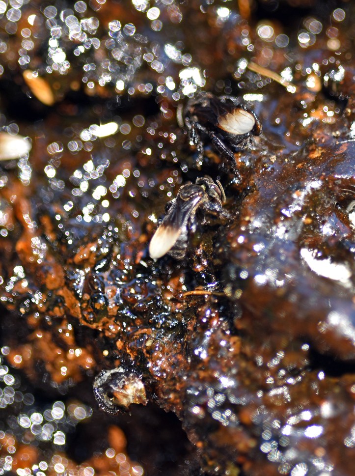 Stingless bees foraging in the resin