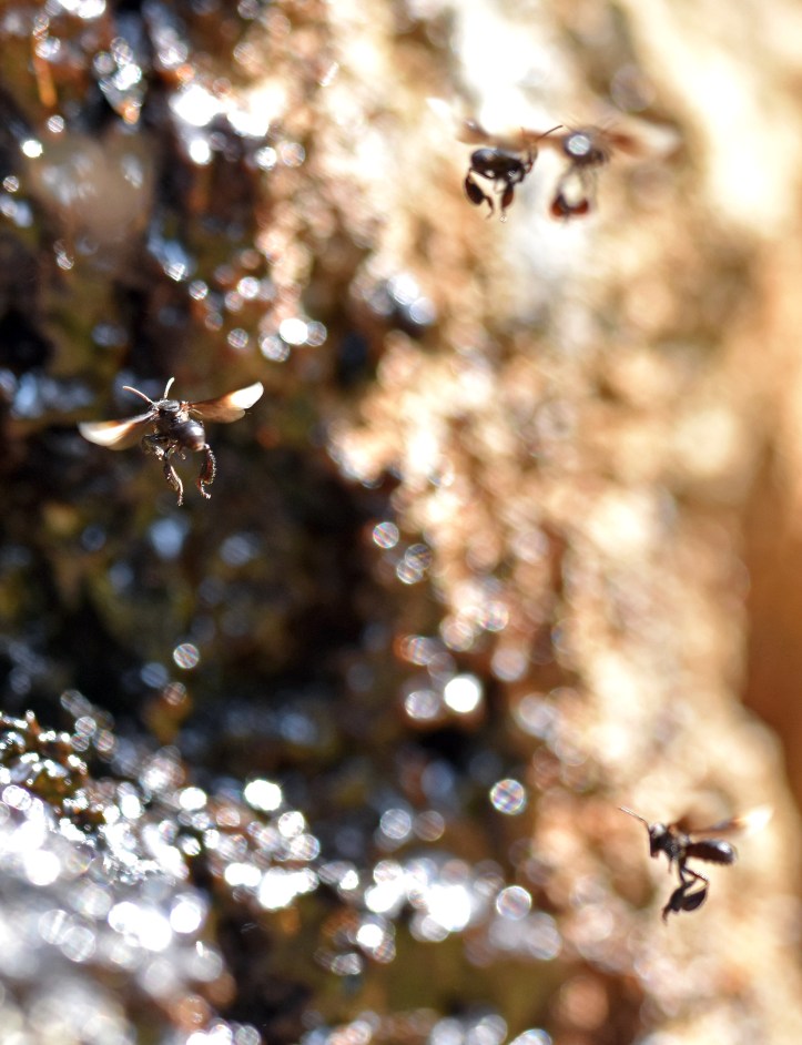 Stingless bees (Trigona sp.) hovering above the resin trap