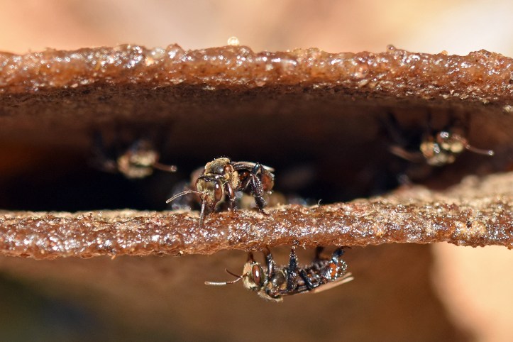 Stingless bees (Trigona sp.) at nest entrance