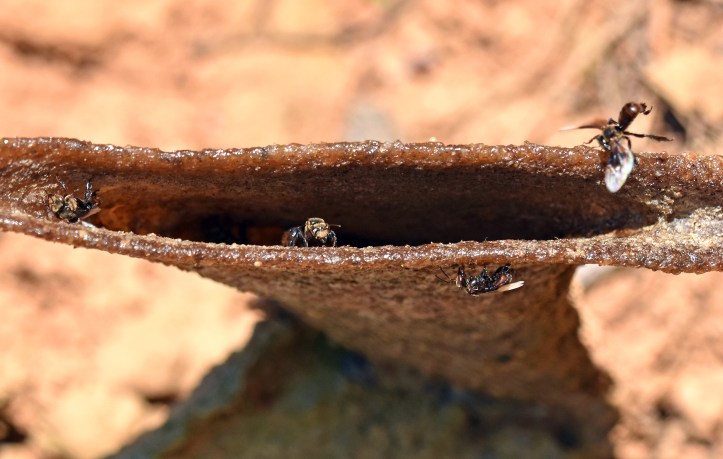 Stingless bees (Trigona sp.) emerging from trumpet-shaped nest entrance