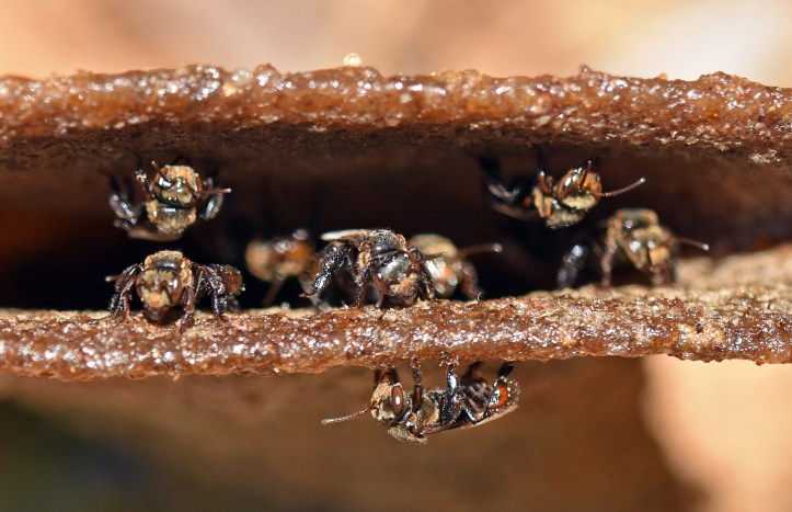 Stingless bees (Trigona sp.) at nest entrance