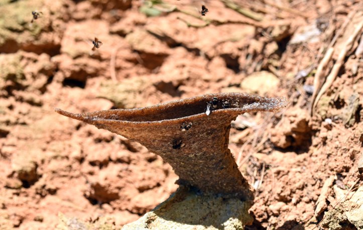 Stingless bees (Trigona sp.) emerging from trumpet-shaped nest entrance