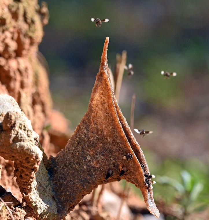 Stingless bees (Trigona sp.) emerging from trumpet-shaped nest entrance below dipterocarp tree