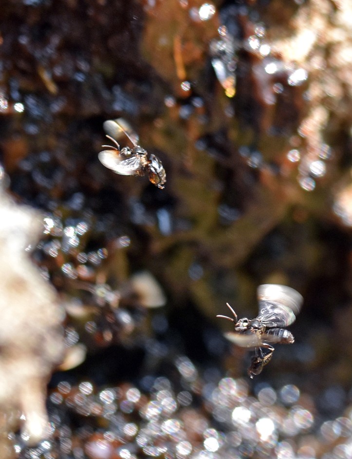 Stingless bees (Trigona sp.) hovering above the resin trap