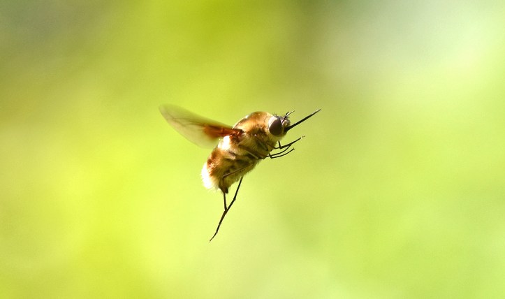 Bee=fly (Bombyliidae) in flight, showing proboscis sticking out in front