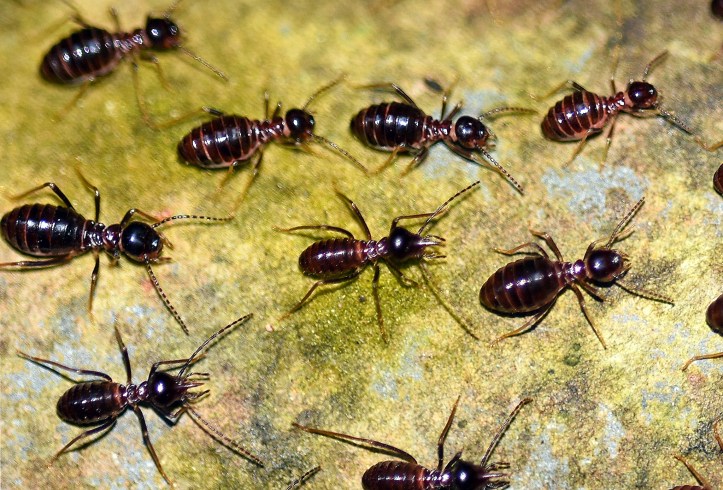Termites (possibly Hospitalitermes sp), Doi Chiang Dao, Thailand