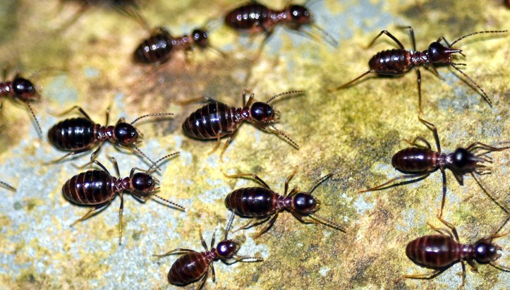 Termites (probably Hospitalitermes sp.), large worker