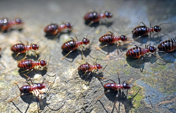 Termites (probably Hospitalitermes sp.) walking along a water pipe