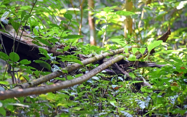 Termites on water pipes, Gully trail, Doi Chiang Dao, Thailand