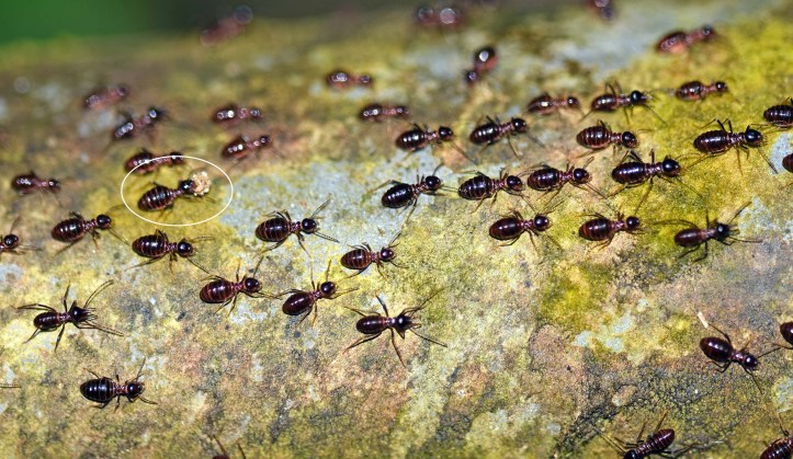 Termites (possibly Hospitalitermes sp.). One working (outlined) is carrying a food ball.