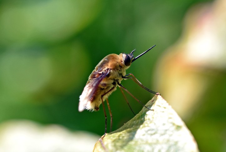 White-tailed bee-fly (Bombyliidae) resting.