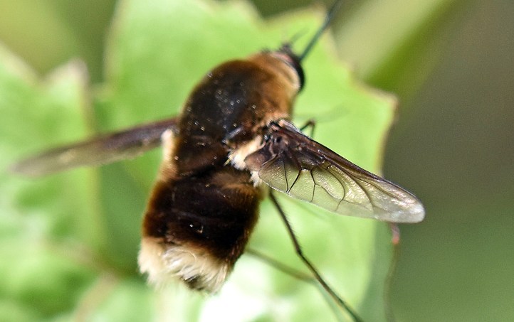 White-tailed bee-fly (Bombyliidae) showing wing venation