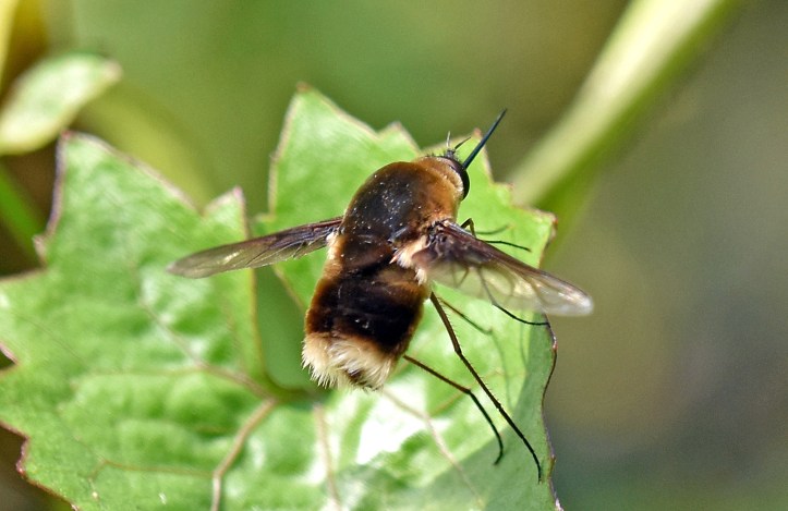 White-tailed bee-fly (Bombyliidae), possibly Bombylius posticus, showing white scales