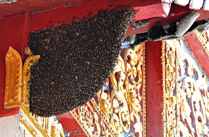 the giant honey bee (apis dorsata) nest on temple