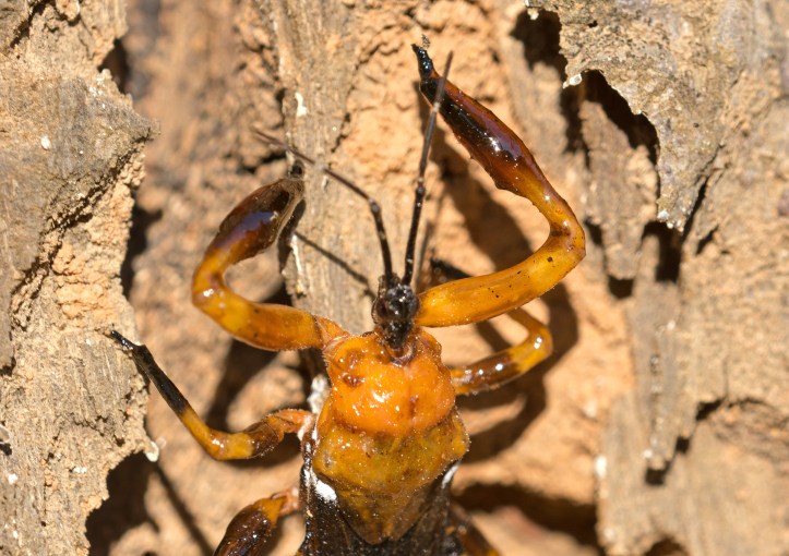 Resin bug (Reduviidae; Harpactorinae; Ectinoderini) with sticky forelegs