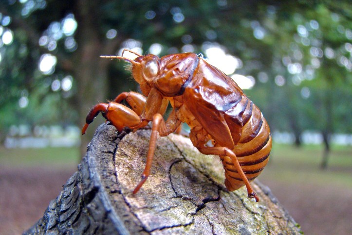 Cast skin (exuviae) of final instar cicada Japan