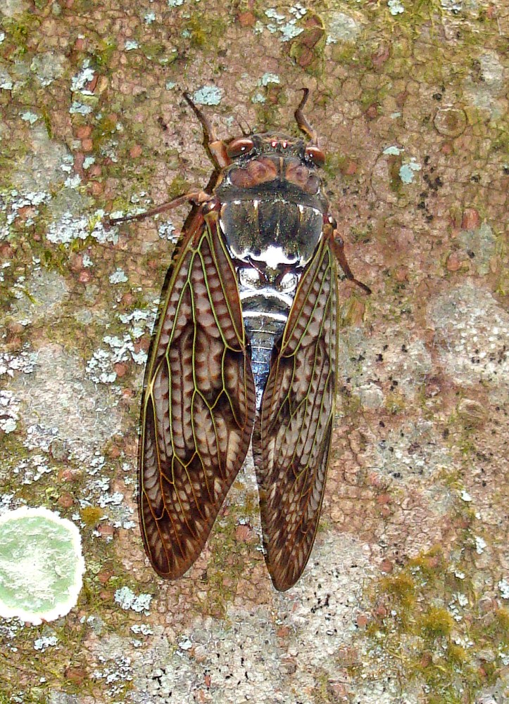 Large brown cicada (Graptopsaltria nigrofuscata) Japan 2