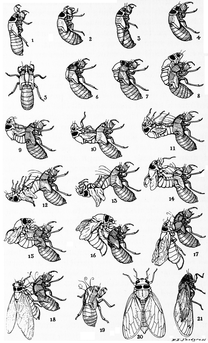 Snodgrass_periodical_cicada_transformation
