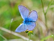 Common Blue Butterfly