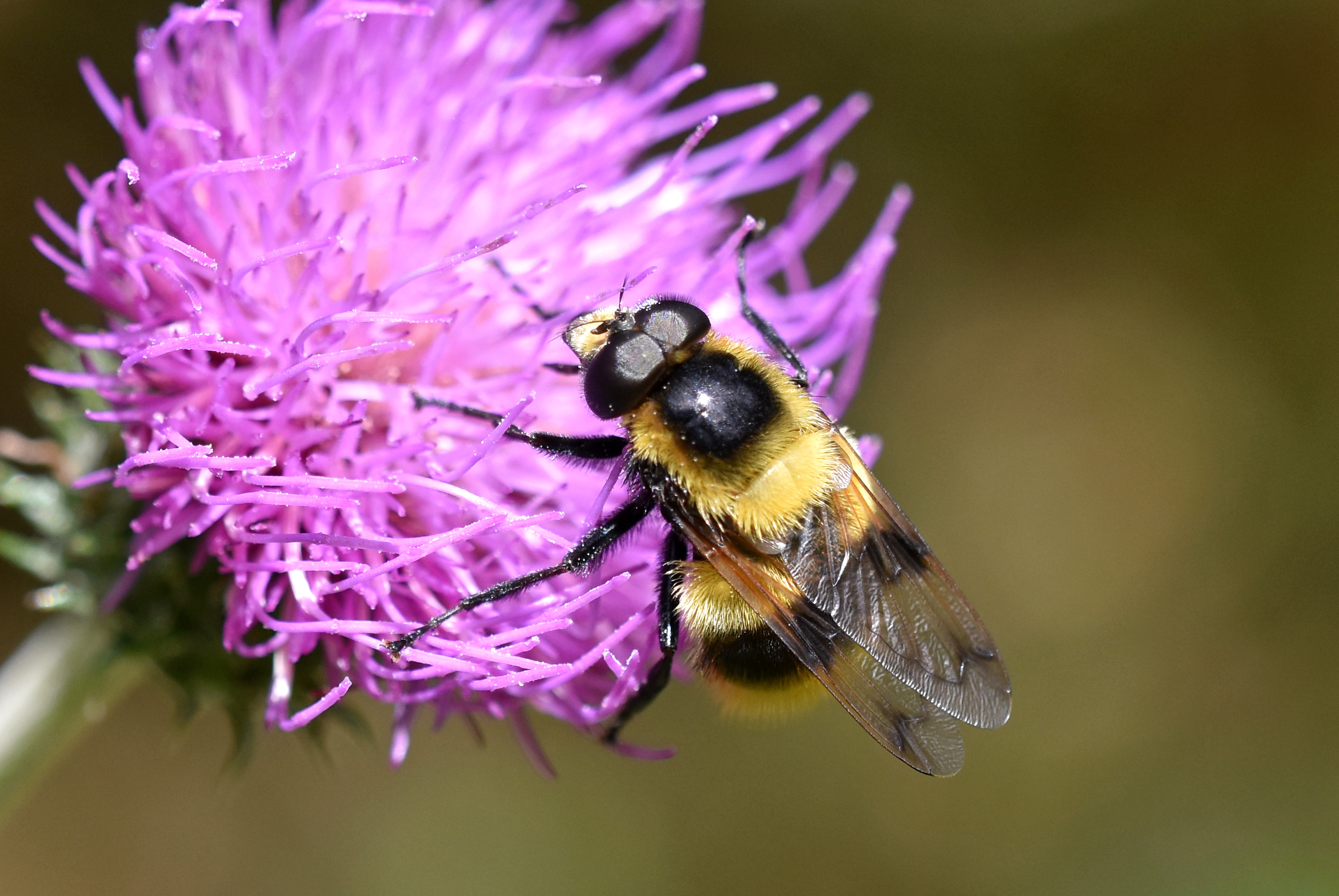 Volucella bombylans plumata on thistle 2